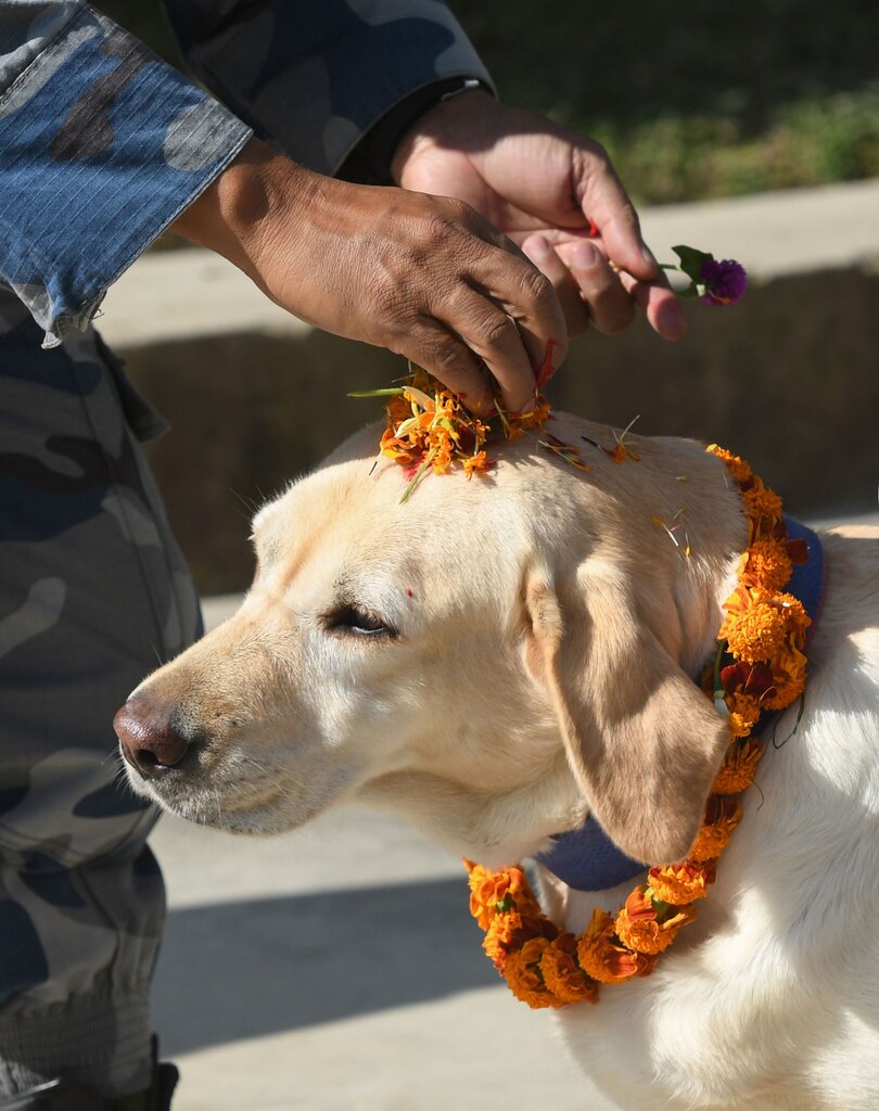 在尼泊尔的“拜狗节”期间，人类最好的朋友得到了特别的认可
